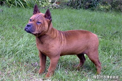 山区打猎最厉害的狗 川东猎犬 古老而稀有的犬种