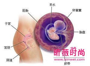 胎儿发育过程图 让准妈妈实时了解胎儿的发育过程 