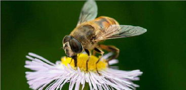 蜜蜂养殖技术最全面介绍,手把手教你养蜜蜂,分分钟成为养蜂达人