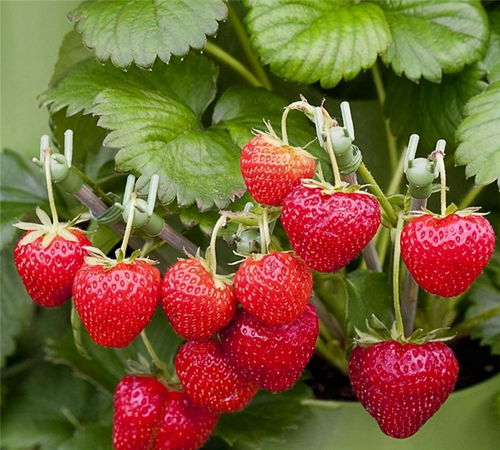 盆栽草莓,做好这3点很高产,酸甜可口,好吃好看