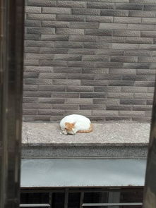 如果猫不小心跳到窗户上面下不来怎么办 