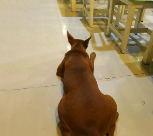 混迹在餐馆中的流浪狗,吃得比家犬还胖,只因遇到一个好老板