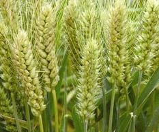 大麦是什么