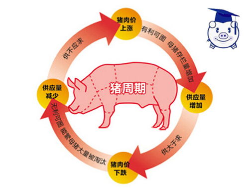 猪保险的好处和坏处,生猪保险的保险责任包括哪些