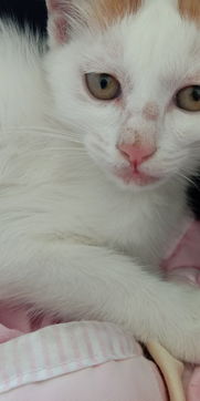 猫咪脸上脱毛长痘是什么病 