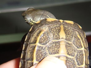 这个龟是腐甲吗 