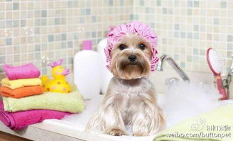 狗狗应该多久洗一次澡最合适 洗太勤了容易得皮肤病
