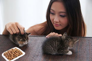 皇家猫粮怎么样吃 猫粮创意花样吃法你未必知晓 