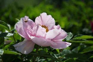 粉牡丹花语,牡丹花的样子，代表什么意思