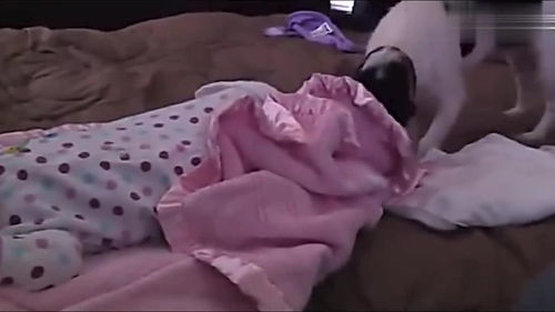 小宝宝睡觉没盖被子,狗狗想尽办法帮宝宝盖被子,好暖心 