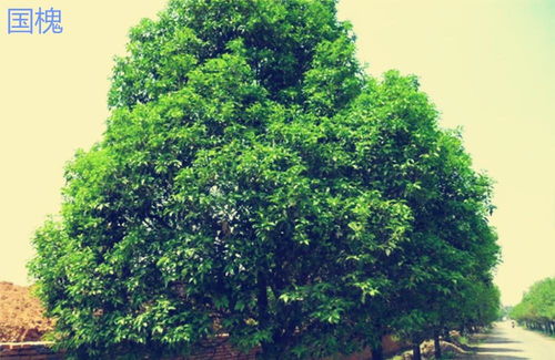 青檀树为什么叫鬼树,青檀树之所以被称为“鬼树”，是因为它具有一些神秘和奇特的特性