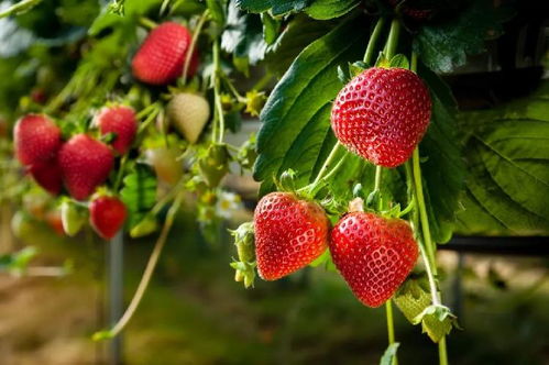 草莓如何种植怎样养护,家中如何养草莓