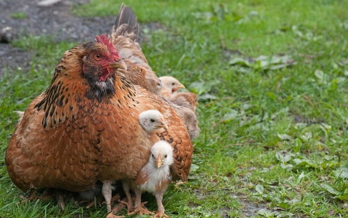 农村家里饲养的土鸡,老是 抱窝 ,怎么让母鸡快速醒抱
