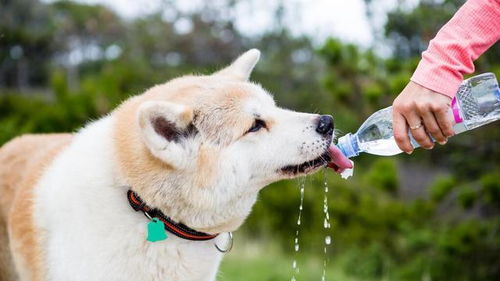 狗狗喝水少,会带来什么后果