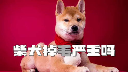 柴犬掉毛厉害吗