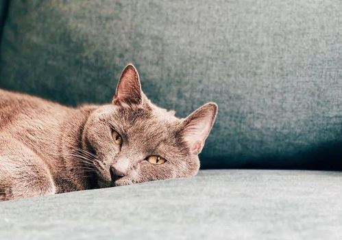 给猫咪喂食生骨肉真的健康吗