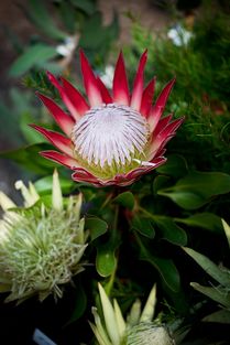 南非的国花是什么花,它叫什么名字?这花好美吖