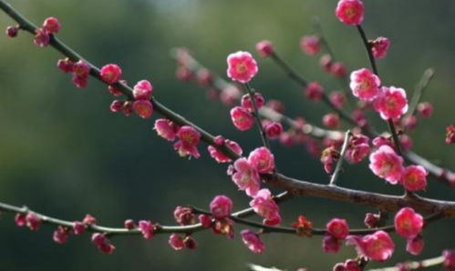 梅花的内涵是什么 透彻一点 