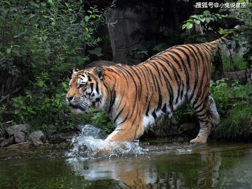 5月2日 5月9日,四大生肖运势紫气东来,生意开门红喜事降临