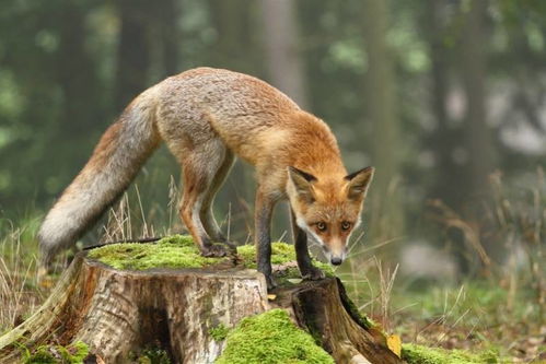 狐狸4万年前就爱吃人类剩饭 研究 古代狐狸与人饮食关系亲密
