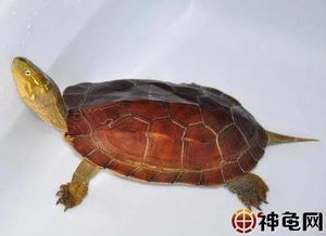 黄头龟禁止卖原因,为什么乌龟不能买卖？