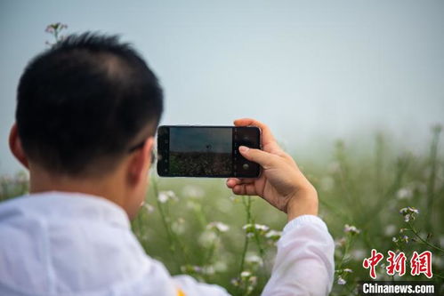 广西萝卜开花风光美 民众赏花拍照度节日