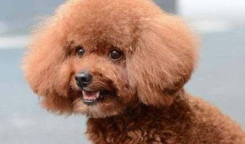 因为泰迪是贵宾犬的一种美容方式,所以护理和修剪它的毛发很重要