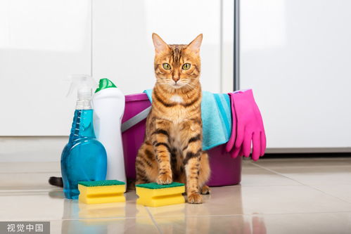 猫咪日常养护全知道 第七篇 猫咪用品消毒