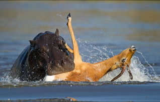 非洲河马与鬣狗 联手 猎杀黑斑羚 