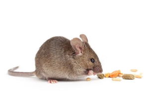 小白鼠喜欢吃什么 