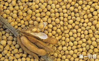 大豆食心虫防治时间及方法,大豆成熟期后期还用打药吗