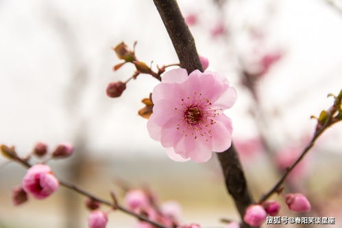 天生命好 的3个生肖,天生懒惰却很旺夫,娶回家财源不断