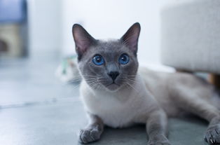 为什么很多猫舍不卖暹罗,请问您的暹罗猫是在哪里买的，我找了好多地方都没有卖的。谢谢了？