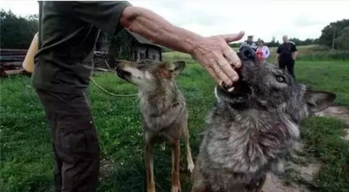 俄罗斯9岁小女孩养恶狼当宠物,多年后发生巨大变化