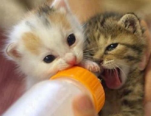 幼猫不吃猫粮能吃猫罐头吗