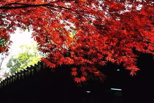 紫红叶鸡爪槭：秋天的色彩盛宴