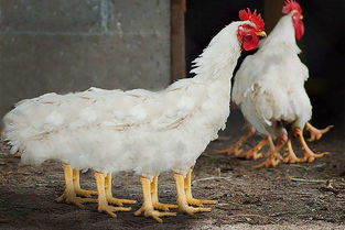 速成鸡对身体有害吗,速成鸡对身体有害吗？