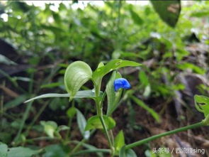 它是农村喂猪野草,没想到还有这些作用