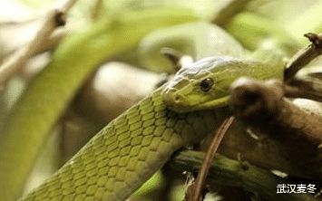 世界上最危险的蛇是哪种 各领域蛇中之最都不是省油的灯