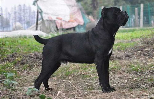 卡斯罗犬,耐力与力量完美结合,有终极护卫犬的美誉