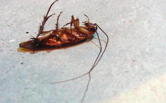 卧室发现一只蟑螂如何找出窝,螂？别怕，这篇文章让你轻松找到它们的窝！