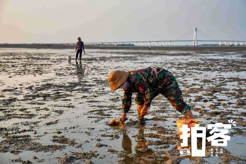 拍客 海边掠影 挖海螺的女人们 