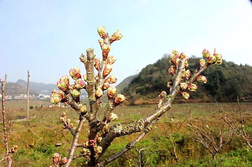 樱桃花含苞待放,落别樱桃还会远吗