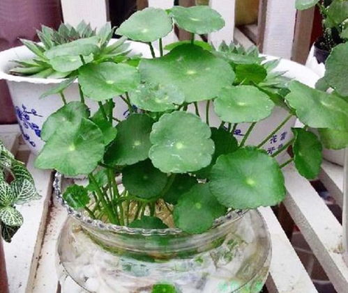 关于植物的小诗集怎么做(植物的小诗有哪些)