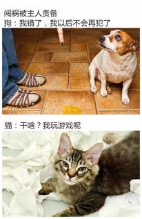 猫和狗在生活中的不同表现,这两货果真来自不同的星球