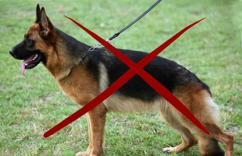 国内为什么会禁养德国牧羊犬 原来会给自己招来麻烦
