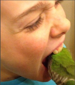 美男孩拍摄宠物鹦鹉为其拔牙全过程 