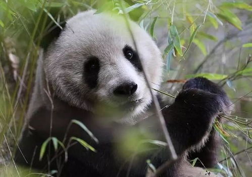 1983年汶川猎杀大熊猫案 嫌疑人 熊猫肉味道不好,我拿它喂猪