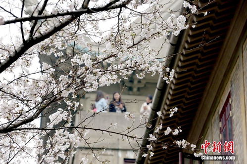 武汉大学樱花开放时间,武汉大学的樱花几月开 