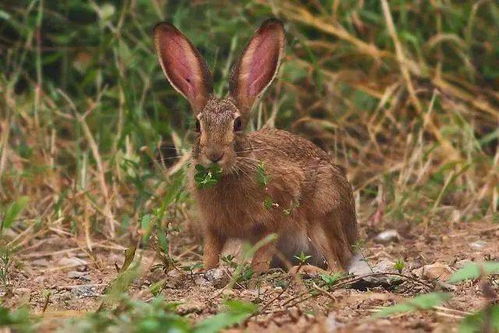不建议养的野兔有哪些品种